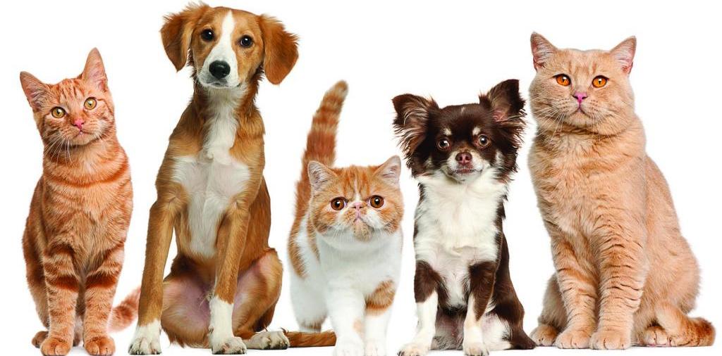 Доска объявлений о животных | ЗооТом - продажа, вязка и услуги для животных в Богородске