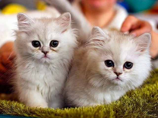 Породы кошек в Богородске | ЗооТом портал о животных