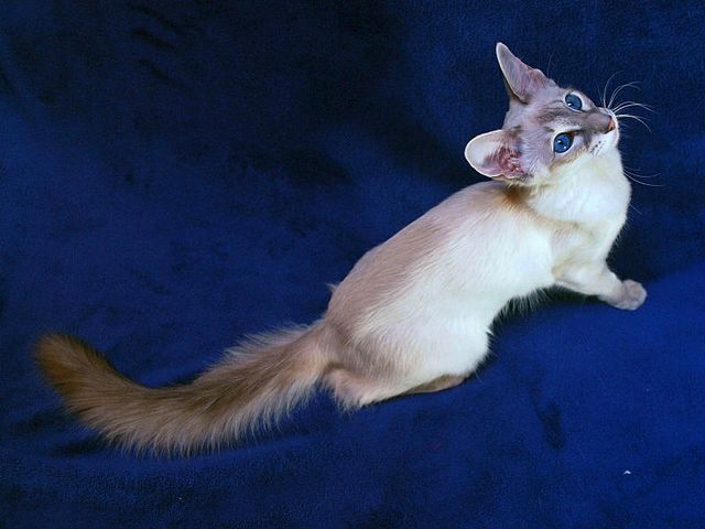 Выведенные породы кошек в Богородске | ЗооТом портал о животных