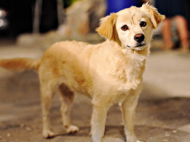 Породы собак в Богородске | ЗооТом портал о животных