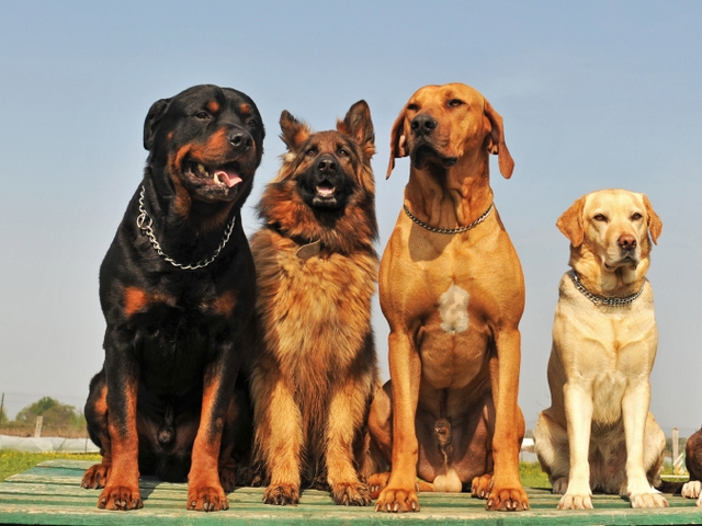 Крупные породы собак в Богородске | ЗооТом портал о животных